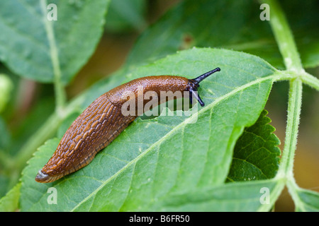 European Red Slug (Arion rufus), Bavaria, Germany, Europe Stock Photo