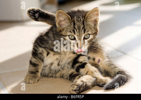 Domestic kitten cleaning itself, Germany Stock Photo