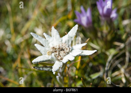 Edelweiss (Leontopodium alpinum), Alps, Austria, Europe Stock Photo