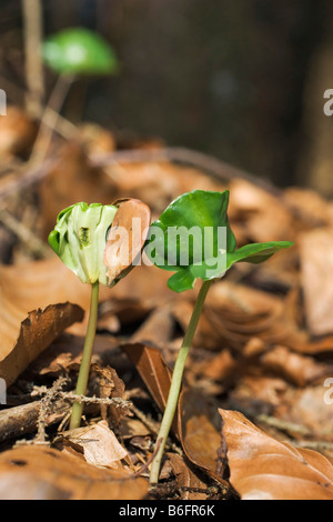 Beech shoot (Fagus sylvatica), Bavaria, Germany, Europe Stock Photo