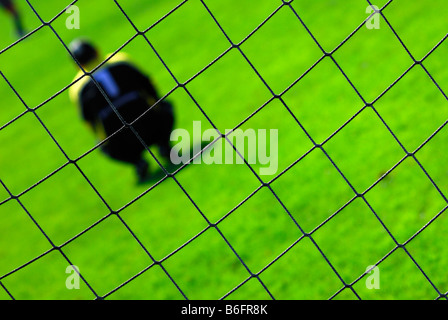 Bury Saints American football team players wait on the sideline for the  start of a match Stock Photo - Alamy