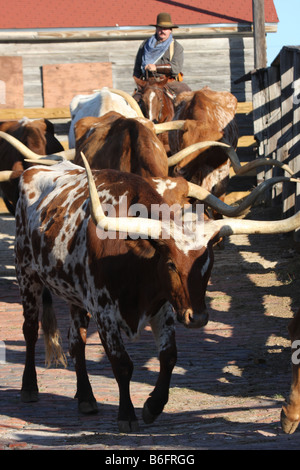 A Texas Longhorn cattle drive through the Stockyards in Fort Worth Texas National Historic District Exchange Ave Stockyards Stock Photo