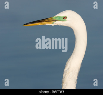 A Great Egret in breeding plumage at Little Estero Lagoon, Fort Myers, Fla. Stock Photo