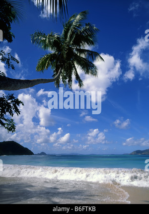 Surf breaks onto deserted sandy beach & shoreline below overhanging palm trees at tropical Cane Garden Bay Tortola British Virgin Islands Caribbean Stock Photo