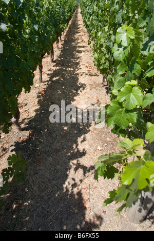 vinyard Stock Photo