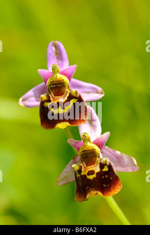 Late Spider Orchid (Ophrys holoserica, Ophrys fuciflora), flowering ...