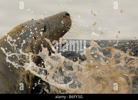 Grey seal on sand UK. Stock Photo