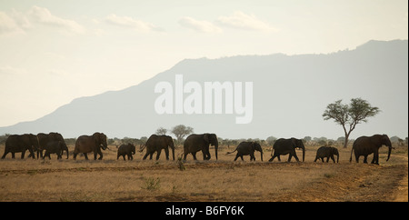 A Herd of Elephants running in the Bush in Kenya Stock Photo