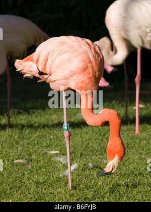 American flamingo in the Jerusalem Biblical Zoo. Stock Photo