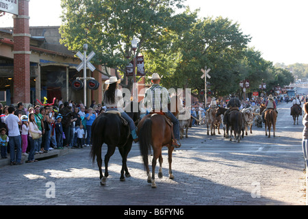 A cattle drive of Texas Longhorn cattle down the street at the Stockyards in Fort Worth Texas Stock Photo