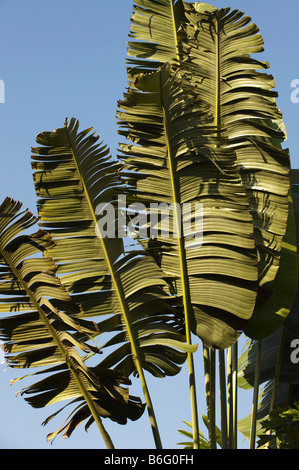 Ravenala madagascariensis. Traveller's palm tree leaves in the Indian countryside. Andhra Pradesh, India Stock Photo