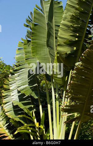 Ravenala madagascariensis. Traveller's palm tree leaves in the Indian countryside. Andhra Pradesh, India Stock Photo