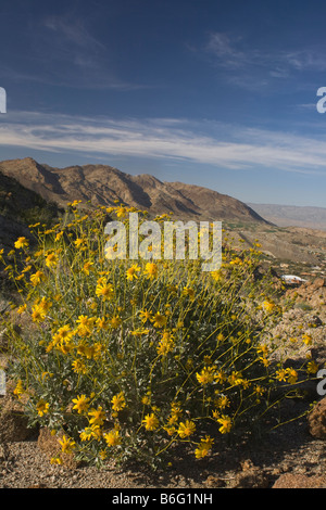 CALIFORNIA Brittlebush blooming above Palm Desert in the Coachella Valley in San Rosa San Jacinto Mountains National Monument. Stock Photo