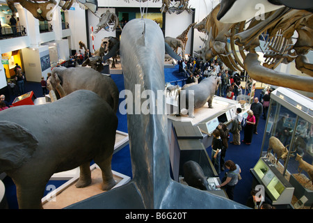 Marine life hall Netural History Museum London with whale skeleton people group walking UK England Stock Photo