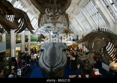 Marine life hall Netural History Museum London with whale skeleton people group walking UK England Stock Photo