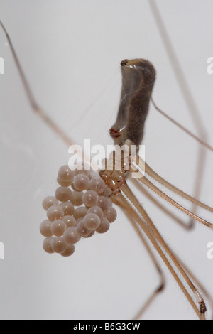 Female Pholcus phalangioides or Daddy-Long-Legs-spider  with egg sack Stock Photo