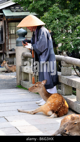 Beggar in Nara Park with Sika Deer, Nara, Japan Stock Photo
