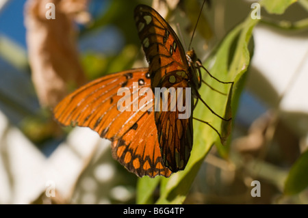 Gulf Fritillary butterfly resting on a passion vine leaf Stock Photo