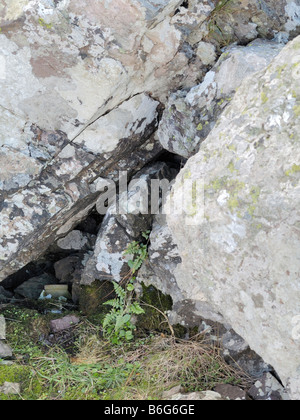 Black Spleenwort, asplenium adiantum-nigrum Stock Photo