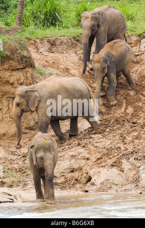 Elephants on the steep, muddy bank of a river in Sri Lanka Stock Photo