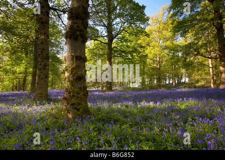 Blickling Bluebell wood in the Norfolk Countryside Stock Photo