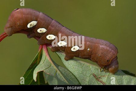 Pandorus Sphinx Moth (Eumorpha pandorus) caterpillar (larva) feeding on a leaf Stock Photo