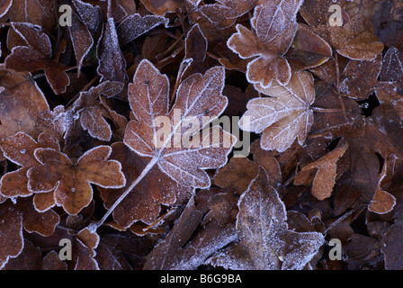 fallen frosted leaves in woodland in autumn Stock Photo