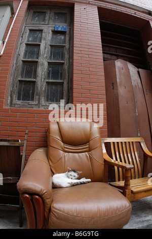 White cat sleeping in leather chair on the street in front of old house in old Cantonese alley way Stock Photo