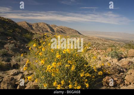 CALIFORNIA Brittlebush blooming above Palm Desert in the Coachella Valley in San Rosa San Jacinto Mountains National Monument. Stock Photo