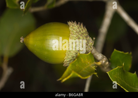 Detail view of an acorn on holm oak (Quercus Ilex) Stock Photo