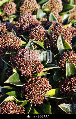 SKIMMIA JAPONICA FRAGRANT CLOUD SYN SKIMMIA JAPONICA FRAGRANS AGM Stock Photo
