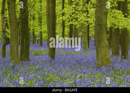 Bluebells Endymion non scriptus in Beech woodland Taken May Ashridge Hertfordshire UK Stock Photo