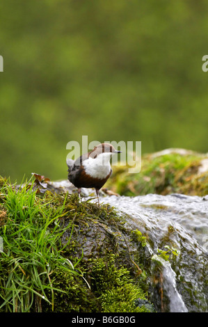 Wild Dipper on a waterfall in Lathkill Dale, Derbyshire Stock Photo