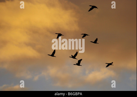 A flock geese heading back in land to roost at sunset on the North Norfolk Coast Stock Photo