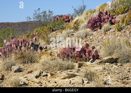 Big Bend Prickly Pear Opuntia azurea Big Bend National Park Texas United States 15 April Habitat Cactaceae Stock Photo