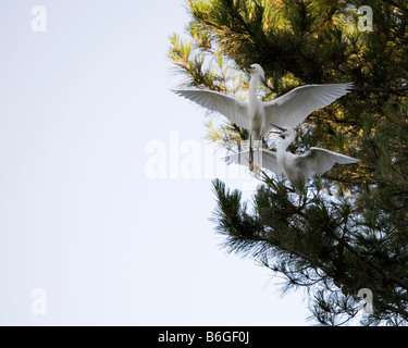 A snowy egret parent flies away to escape its aggresssively hungry young. Stock Photo