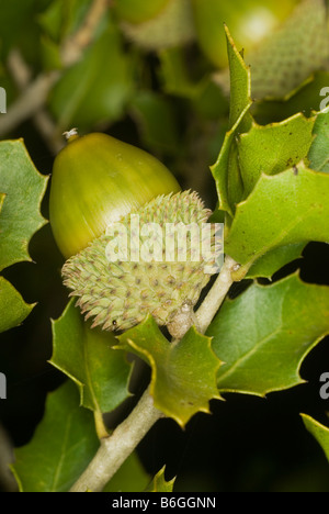 Detail view of an acorn on holm oak (Quercus Ilex) Stock Photo