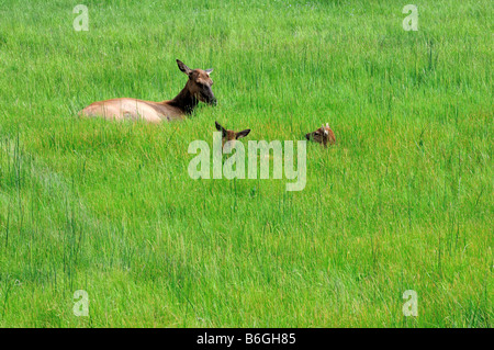 Two young elk calves hide in tall grass with their mother Stock Photo