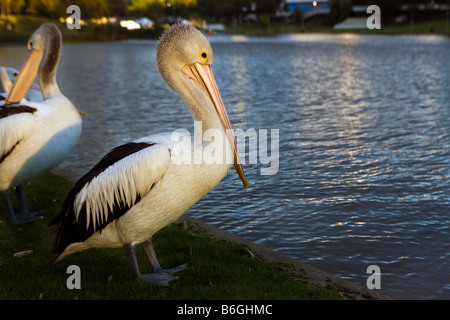 Australian Pelican (Pelecanus conspicillatus), on the banks of the Torrens River, Adelaide, South Australia, Australia Stock Photo
