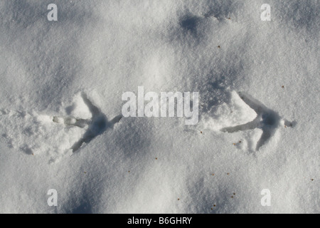 Wild Turkey Tracks Meleagris gallopavo  in snow North America Stock Photo