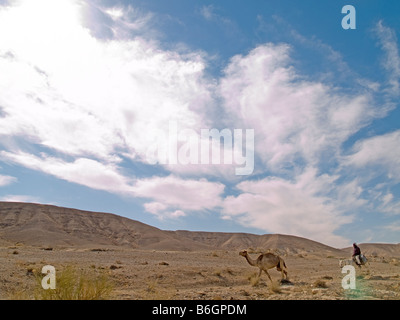 Israel Negev south of the dead sea a Bedouin shepherd riding on a white donkey and a camell walking in front of him Stock Photo