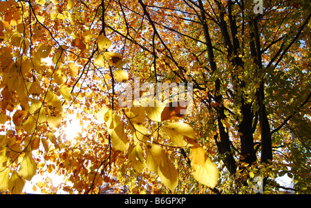 detail of autumnal beech tree with yellow and orange leaves Stock Photo