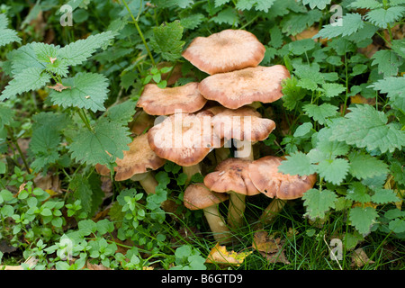 Honey (Bootlace) Fungi Armillaria mellea fruiting bodies growing amongst Stinging Nettle Stock Photo