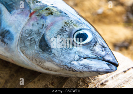 Large Tuna Head at Fish Market Stock Photo - Alamy