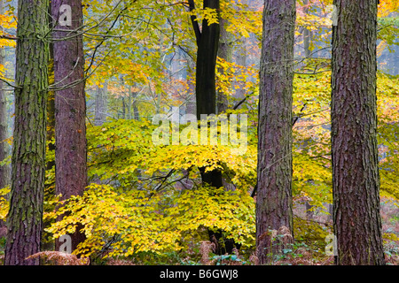 Beech and Pine trees in autumn forest, England, UK Stock Photo