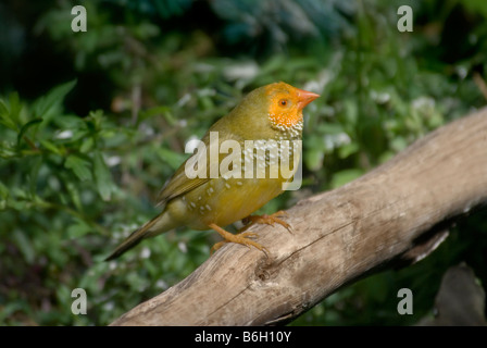 Star Finch 'Neochmia ruficauda', yellow faced Stock Photo