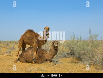 Two camels in the desert Stock Photo