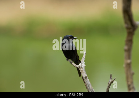 Fork-tailed Fork tailed  drongo Dicrurus adsimilis Common Drongo African Drongo Savanna Drongo Perched on branch tree wild wildl Stock Photo