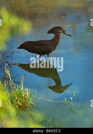 hammerkop south-africa Hammerkop hammerhead bird Scopus umbretta sitting at waterhole pond lake river woodland ambience fishing Stock Photo