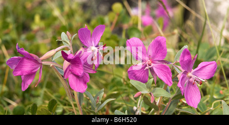 Dwarf fireweed, Labrador, Canada Stock Photo